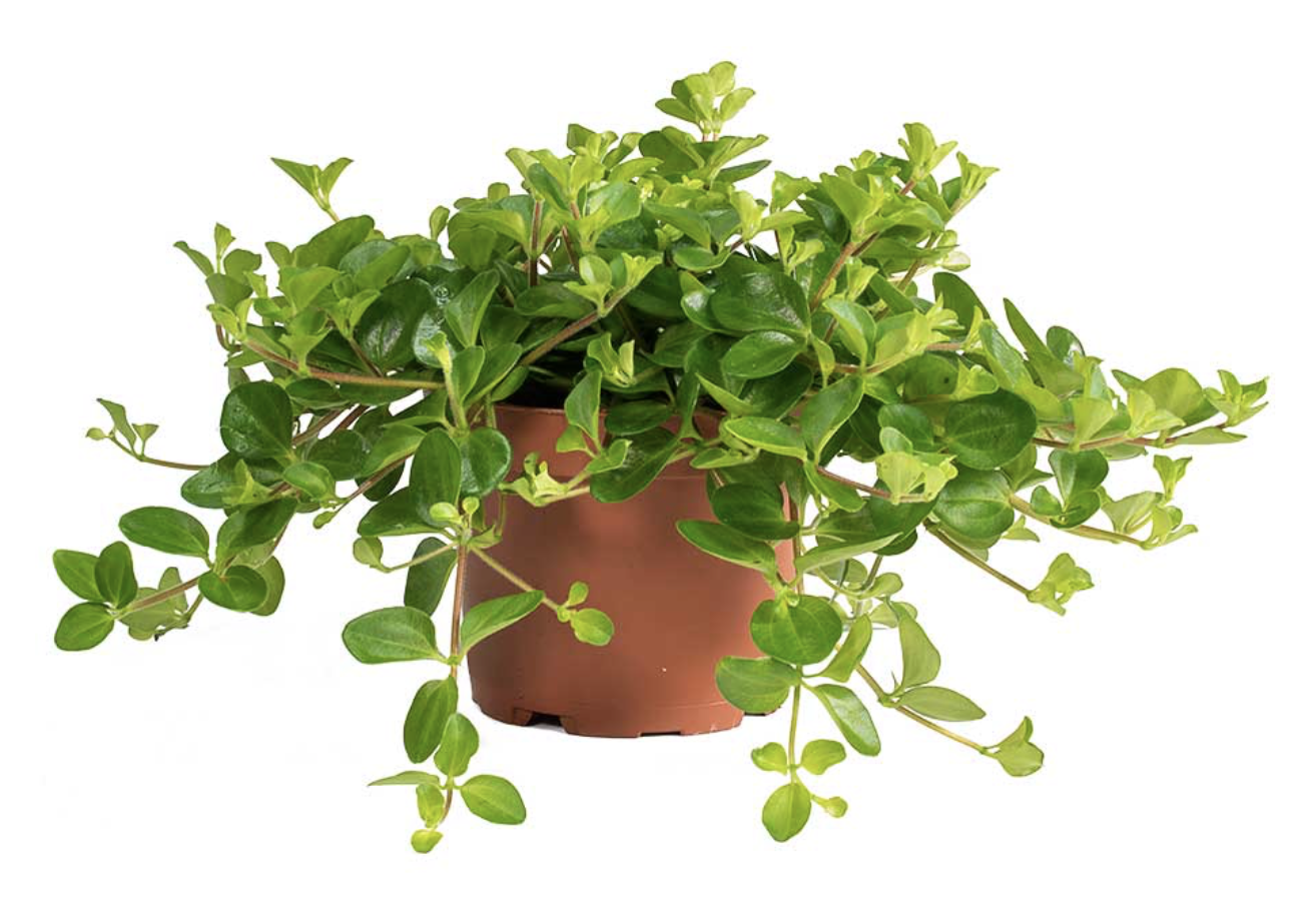 Picture of a Trailing Jade